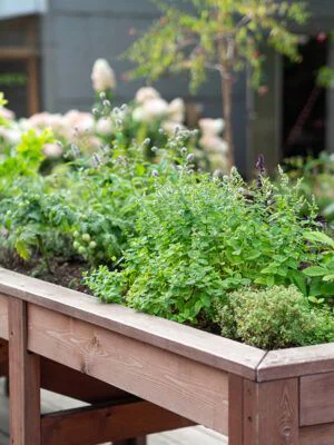 mesa casera cultivo