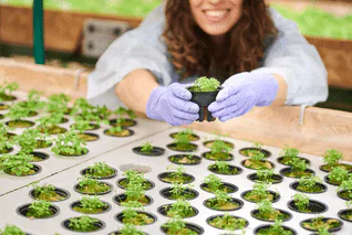 mesa de cultivo