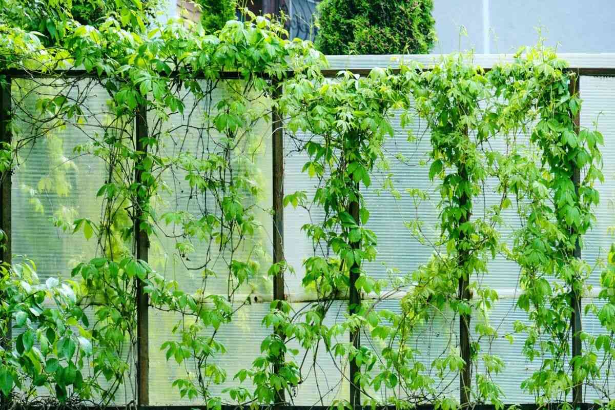 plantas trepadoras jardin